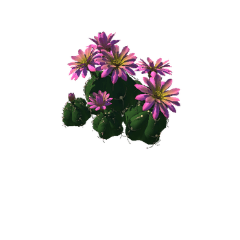 Flower Gymnocalycium horstii 5